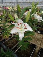 [4341 Forano VH No01.JPG]